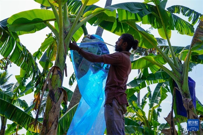 12月23日，在斯里蘭卡馬坎杜拉，農(nóng)民在香蕉試驗(yàn)田里學(xué)習(xí)套袋技術(shù)。新華社記者 陳冬書 攝