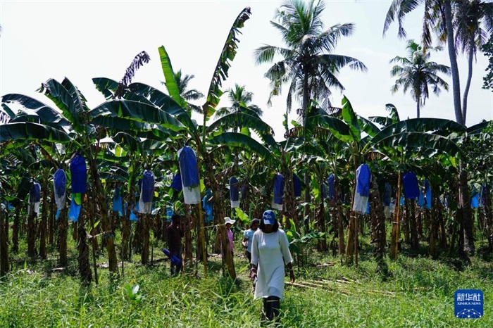 12月23日，在斯里蘭卡馬坎杜拉，農(nóng)民走過中國(guó)技術(shù)試驗(yàn)田香蕉田。新華社記者 陳冬書 攝