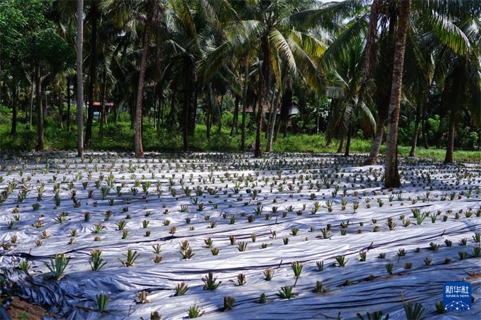 這是12月23日在斯里蘭卡馬坎杜拉拍攝的農(nóng)民里尚·普爾納的菠蘿田。新華社記者 陳冬書 攝