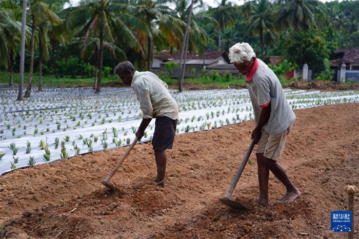 12月23日，斯里蘭卡馬坎杜拉的農(nóng)民在菠蘿田地里勞作。新華社記者 陳冬書 攝