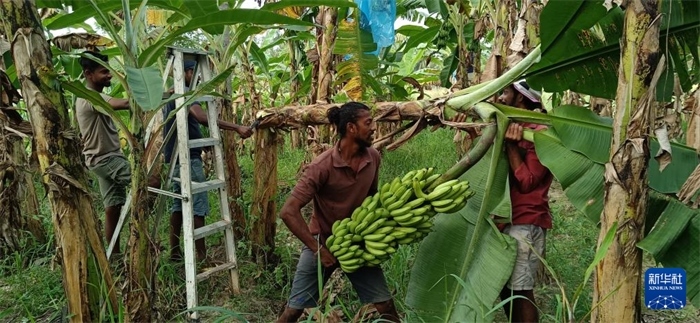 12月28日，在斯里蘭卡馬坎杜拉，當(dāng)?shù)剞r(nóng)民收獲香蕉。新華社發(fā)（中國(guó)、聯(lián)合國(guó)糧農(nóng)組織與斯里蘭卡南南合作項(xiàng)目專家組供圖）