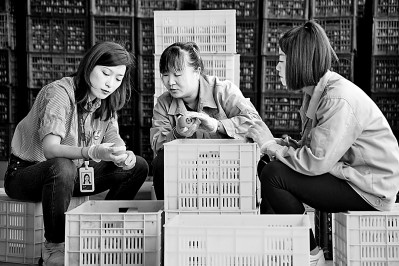 為拓展柿子產(chǎn)業(yè)發(fā)展新途徑，在陜西富平淡村鎮(zhèn)，歸國留學(xué)生王薇參與創(chuàng)建了一座柿酒酒莊。新華社發(fā)