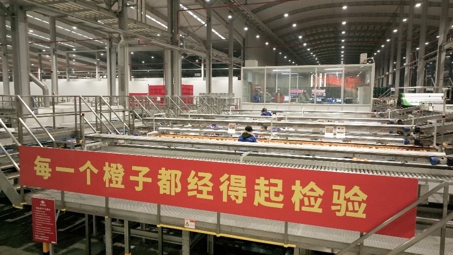 工人在智能生產(chǎn)線上對臍橙精深加工。人民網(wǎng)記者 張力洋攝