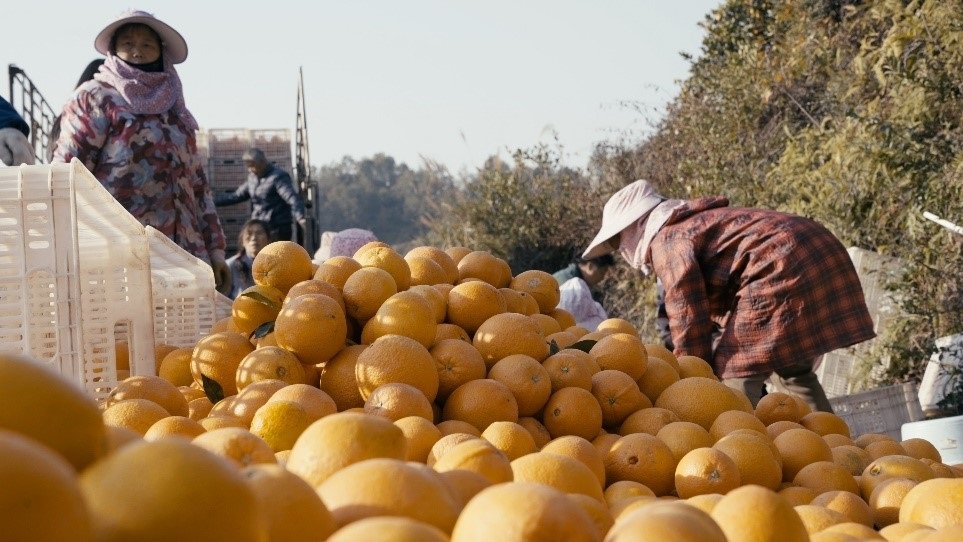 贛南臍橙喜獲豐收。人民網(wǎng)記者 張力洋攝