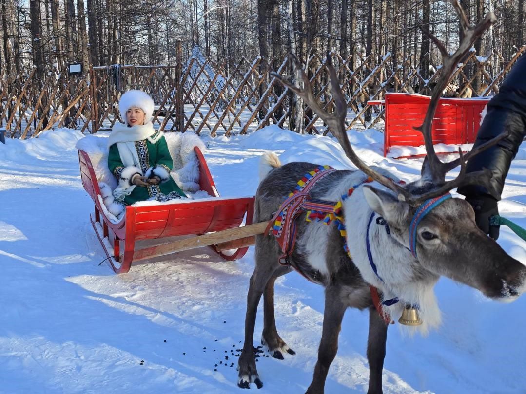 游客體驗馴鹿拉雪橇。人民網(wǎng)記者 苗陽攝