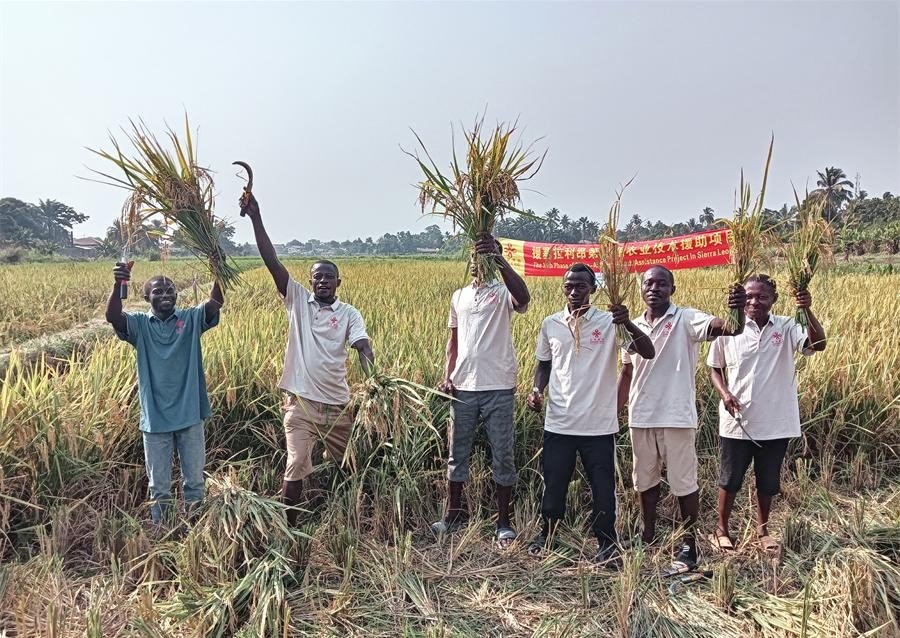 當(dāng)?shù)卮迕裾故窘衲甑乃痉N植成果。中國援塞農(nóng)業(yè)專家組供圖