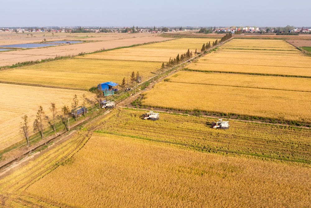 2024年11月1日，在湖南華容縣團洲垸，村民駕駛收割機收獲水稻（無人機照片）。新華社記者陳思汗 攝