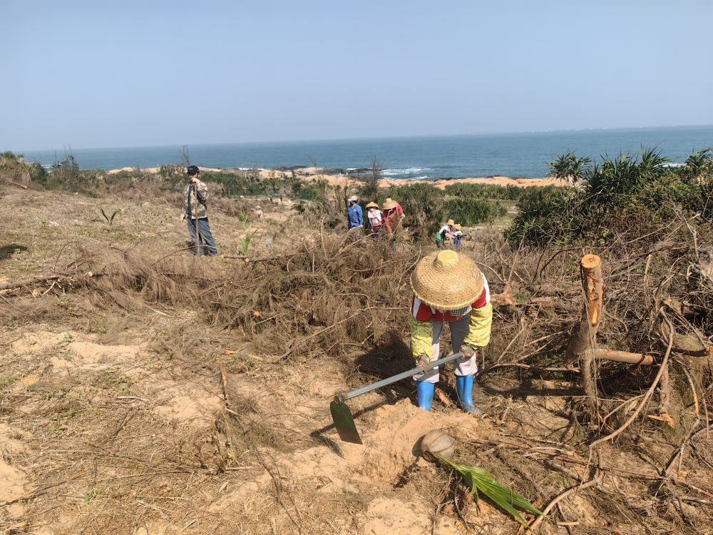 2025年1月19日，在海南文昌市，工人正在修復海岸防風林。新華社記者吳茂輝 攝