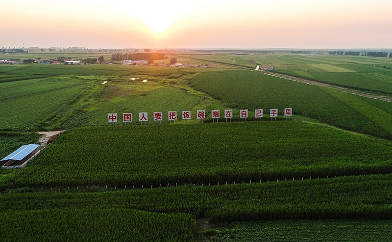 2020年7月23日拍攝的吉林省梨樹(shù)縣國(guó)家百萬(wàn)畝綠色食品原料（玉米）標(biāo)準(zhǔn)化生產(chǎn)基地核心示范區(qū)（無(wú)人機(jī)照片）。新華社記者 許暢 攝