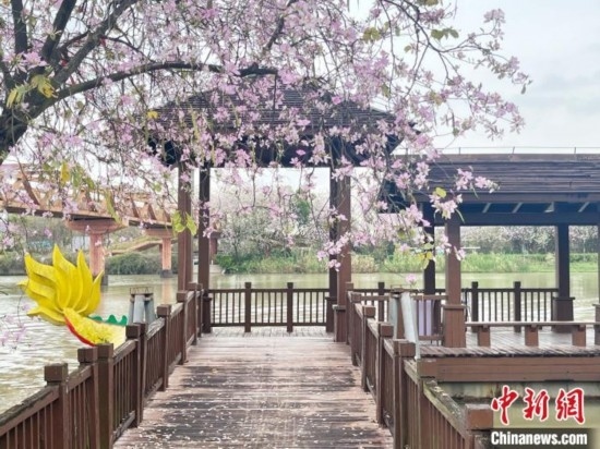 3月7日，廣州海珠國(guó)家濕地公園宮粉紫荊花海吸引游人。中新社記者 許青青 攝
