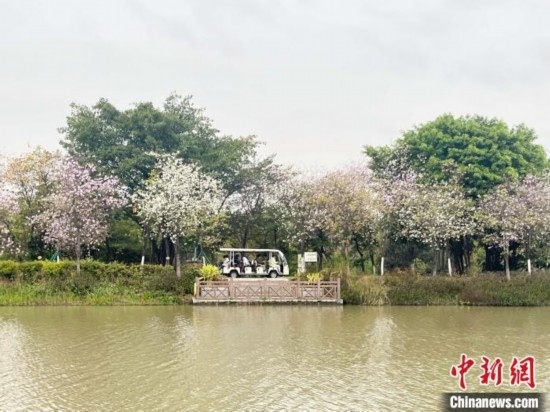 3月7日，廣州海珠國(guó)家濕地公園宮粉紫荊花海吸引游人。中新社記者 許青青 攝