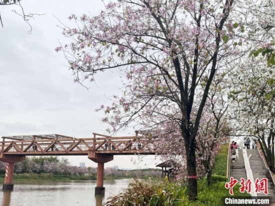 3月7日，廣州海珠國(guó)家濕地公園宮粉紫荊花海吸引游人。中新社記者 許青青 攝