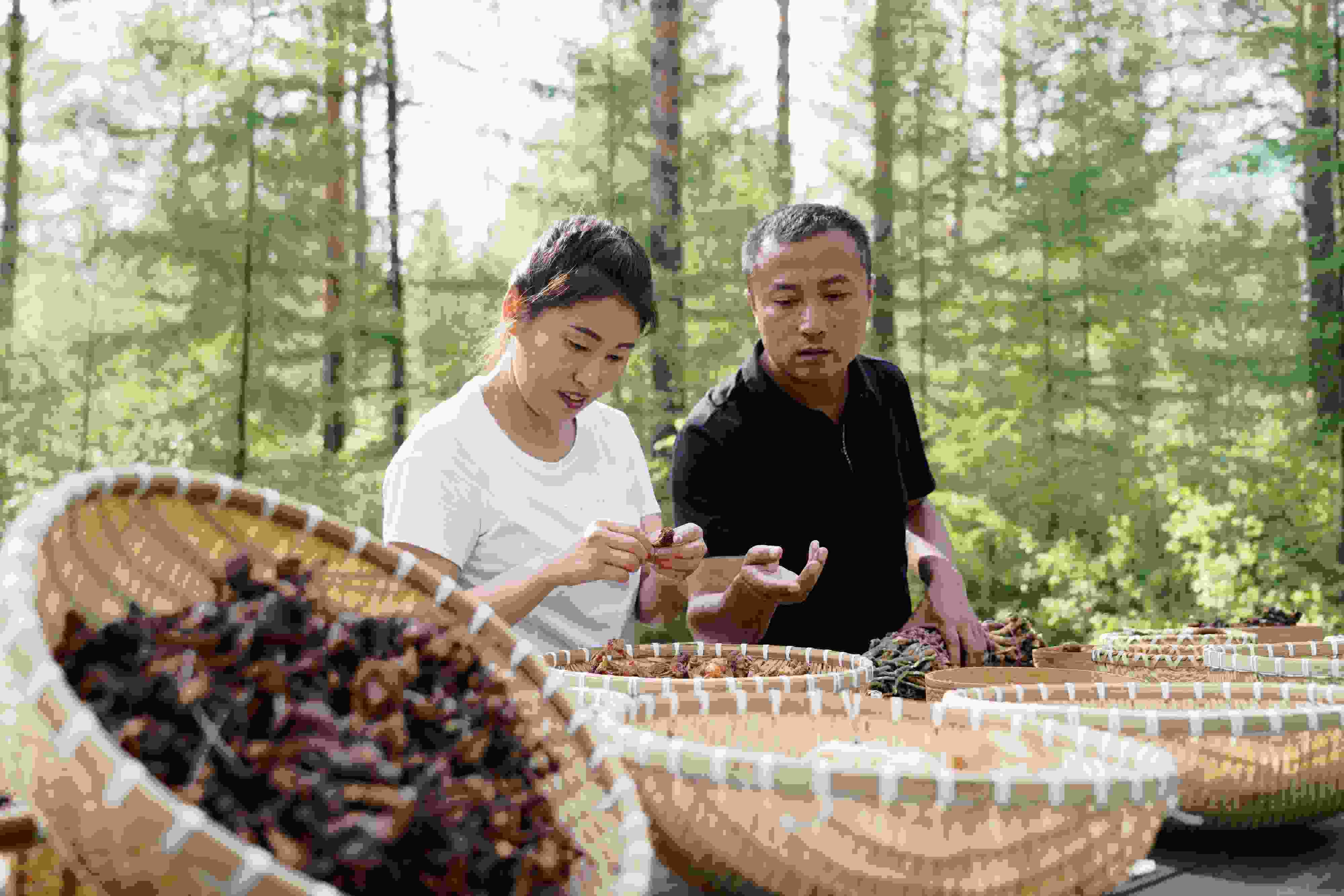 2024年8月6日，黑龍江漠河林場員工正在分揀采集來的林下產(chǎn)品。