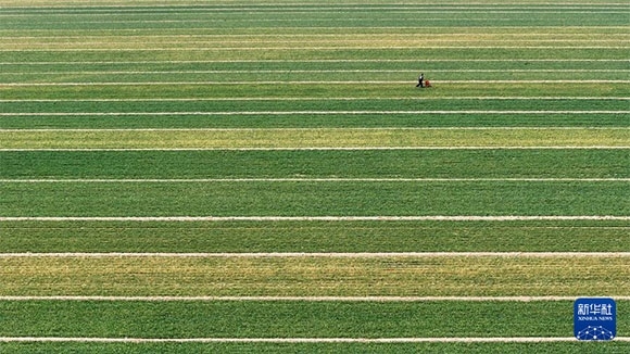 3月14日，在菏澤市鄆城縣潘渡鎮(zhèn)，農(nóng)民在麥田里施肥（無(wú)人機(jī)照片）。
