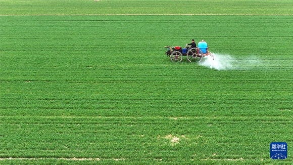 3月14日，在菏澤市鄆城縣郭屯鎮(zhèn)，農(nóng)民在麥田里噴灑除草劑（無(wú)人機(jī)照片）。
