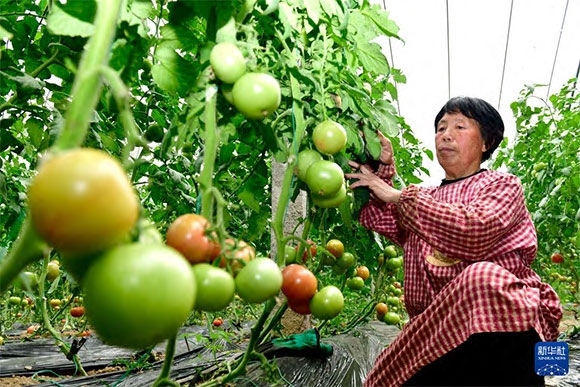 3月13日，在菏澤市鄆城縣張營(yíng)街道，農(nóng)民在設(shè)施大棚里打理西紅柿。