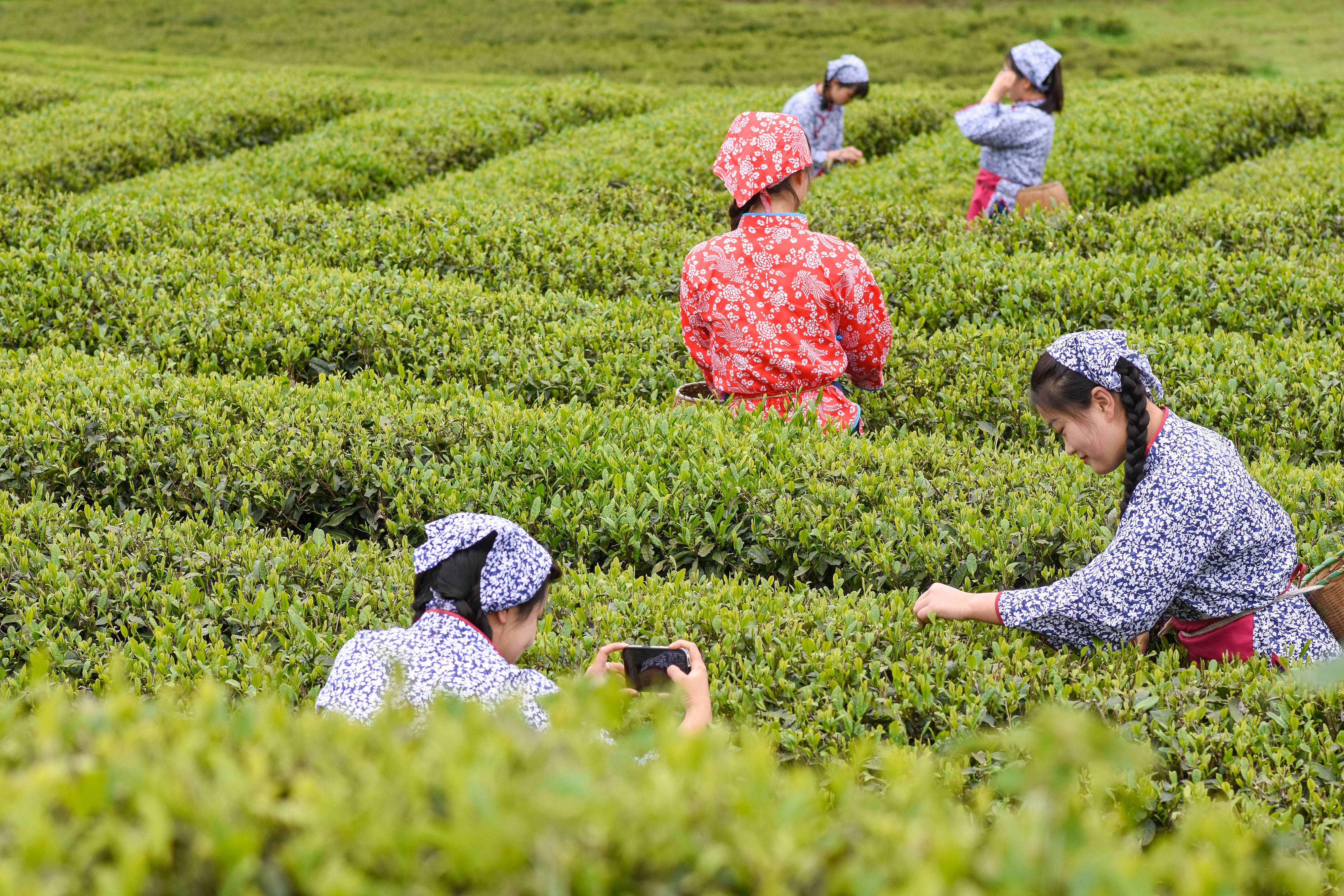 2023年4月6日，游客在貴州省銅仁市江口縣怒溪鎮(zhèn)駱象村生態(tài)茶園體驗(yàn)采茶樂(lè)趣。
