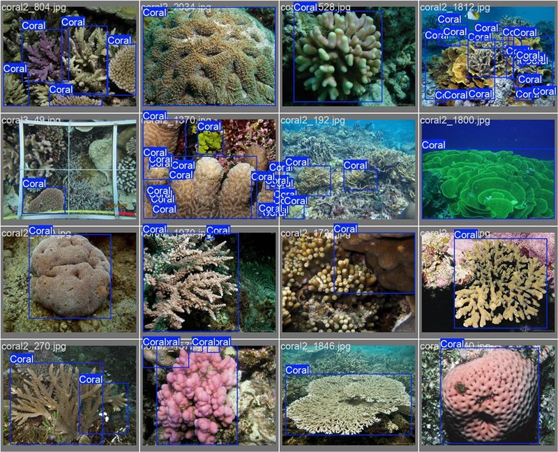 南海珊瑚識別。阿里云供圖