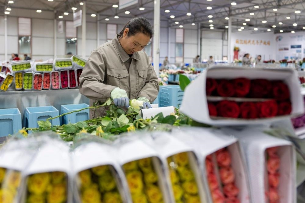 △近日，工作人員在云南麗江現(xiàn)代花卉產(chǎn)業(yè)園包裝鮮花。