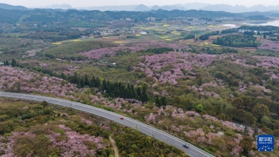 清鎮(zhèn)市紅楓湖鎮(zhèn)右二村旁的道路與花海相映（4月5日攝，無(wú)人機(jī)照片）。