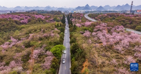 游客驅(qū)車(chē)前來(lái)清鎮(zhèn)市紅楓湖鎮(zhèn)右二村踏青游玩（4月5日攝，無(wú)人機(jī)照片）。