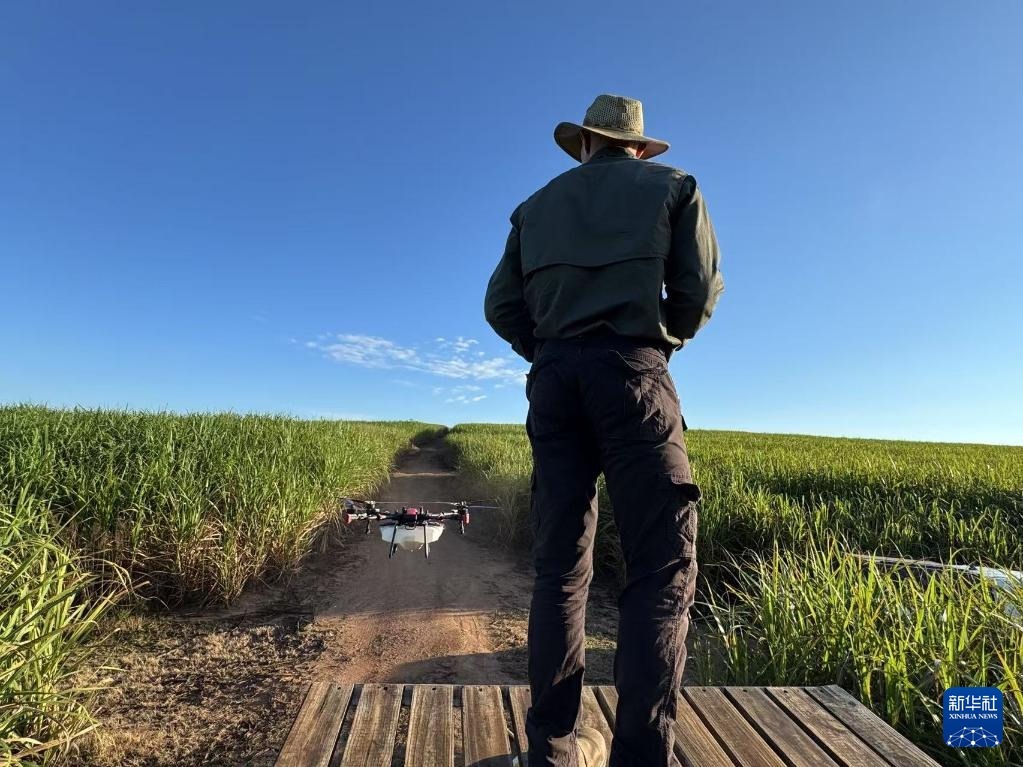 3月25日，在南非夸祖魯-納塔爾省的方廷希爾莊園，飛手操縱無人機(jī)為甘蔗林噴灑藥劑。新華社記者 白舸 攝