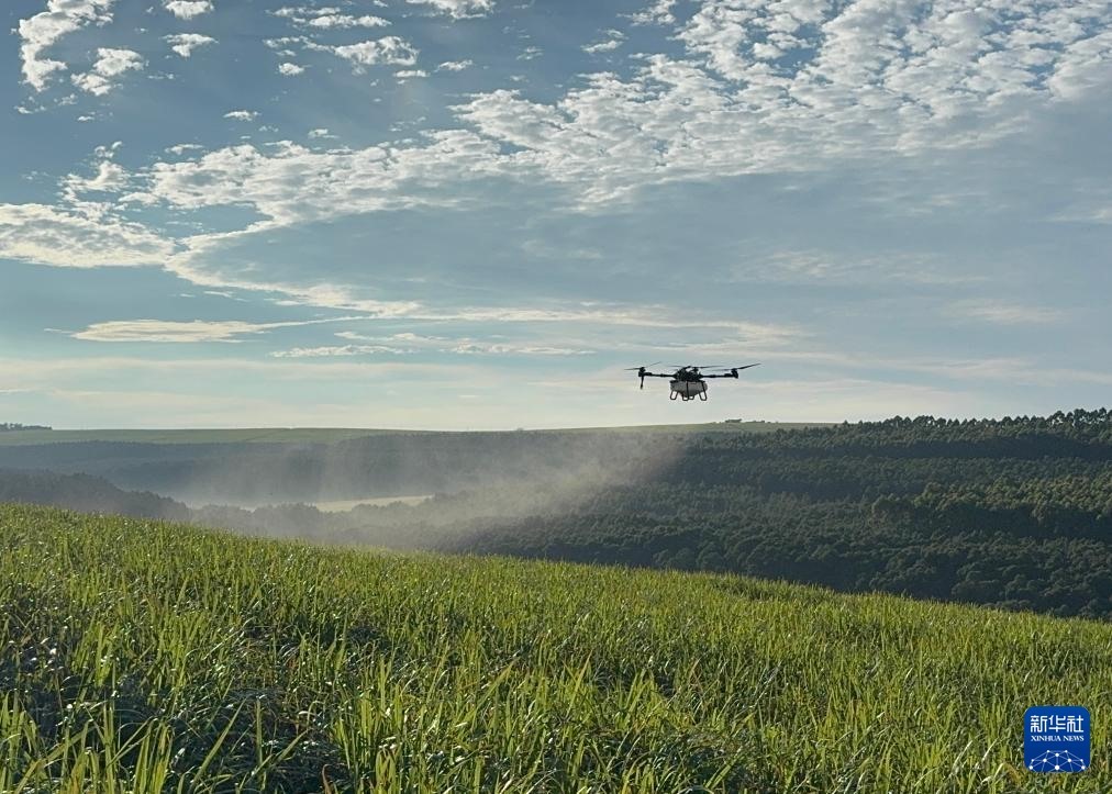 3月25日，在南非夸祖魯-納塔爾省的方廷希爾莊園，中國農(nóng)用無人機(jī)為甘蔗林噴灑殺菌劑。新華社記者 白舸 攝