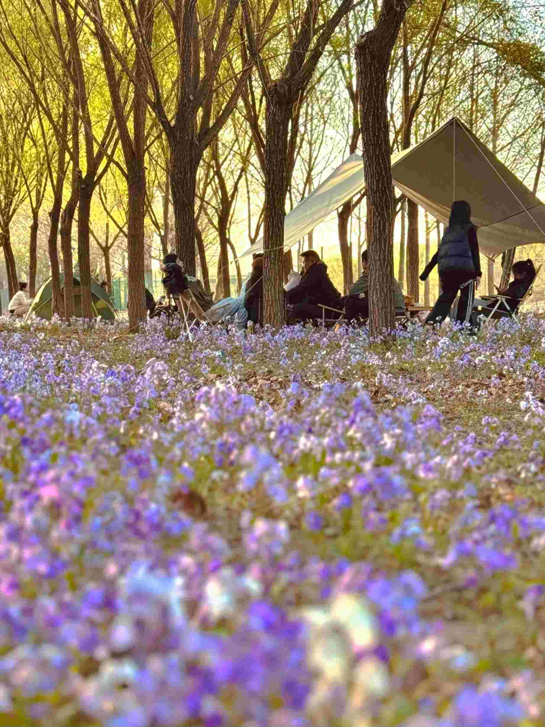 清明假期期間，范女士一家在北京溫榆河邊露營。受訪者供圖