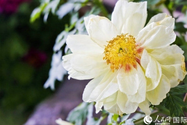 洛陽國家牡丹園牡丹盛開。 人民網(wǎng)記者 魯揚攝