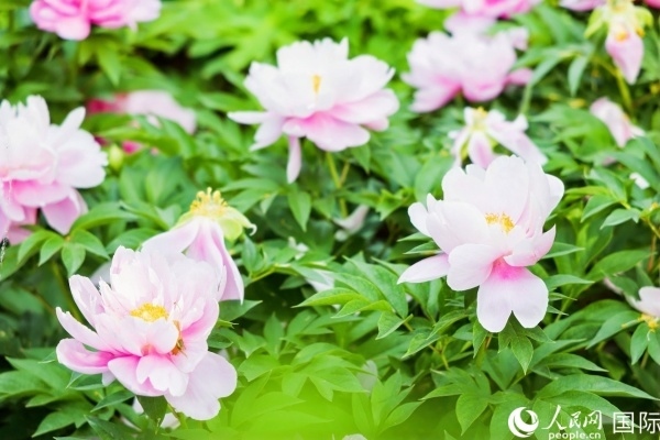 洛陽國家牡丹園牡丹盛開。 人民網(wǎng)記者 魯揚攝