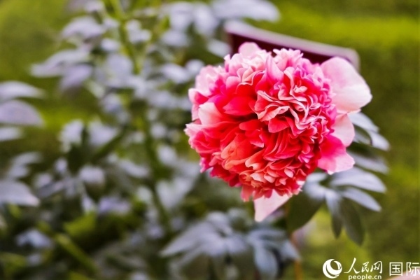 洛陽國家牡丹園牡丹盛開。 人民網(wǎng)記者 魯揚攝