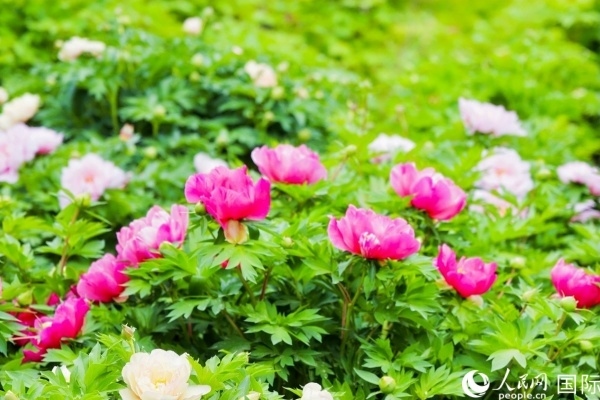 洛陽國家牡丹園牡丹盛開。 人民網(wǎng)記者 魯揚攝