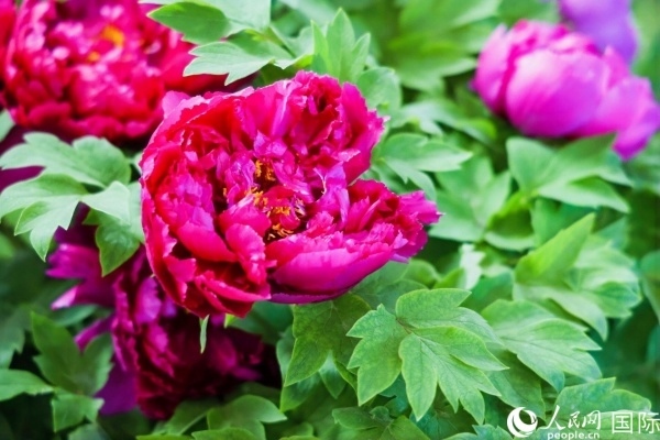 洛陽國家牡丹園牡丹盛開。 人民網(wǎng)記者 魯揚攝