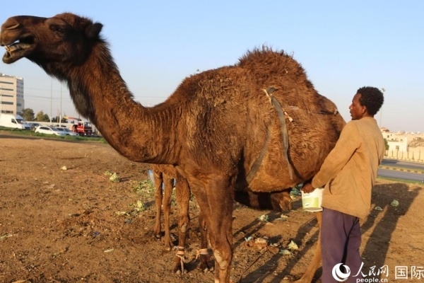 工人在給駱駝擠奶。人民網(wǎng) 納達(dá)爾·達(dá)烏德攝