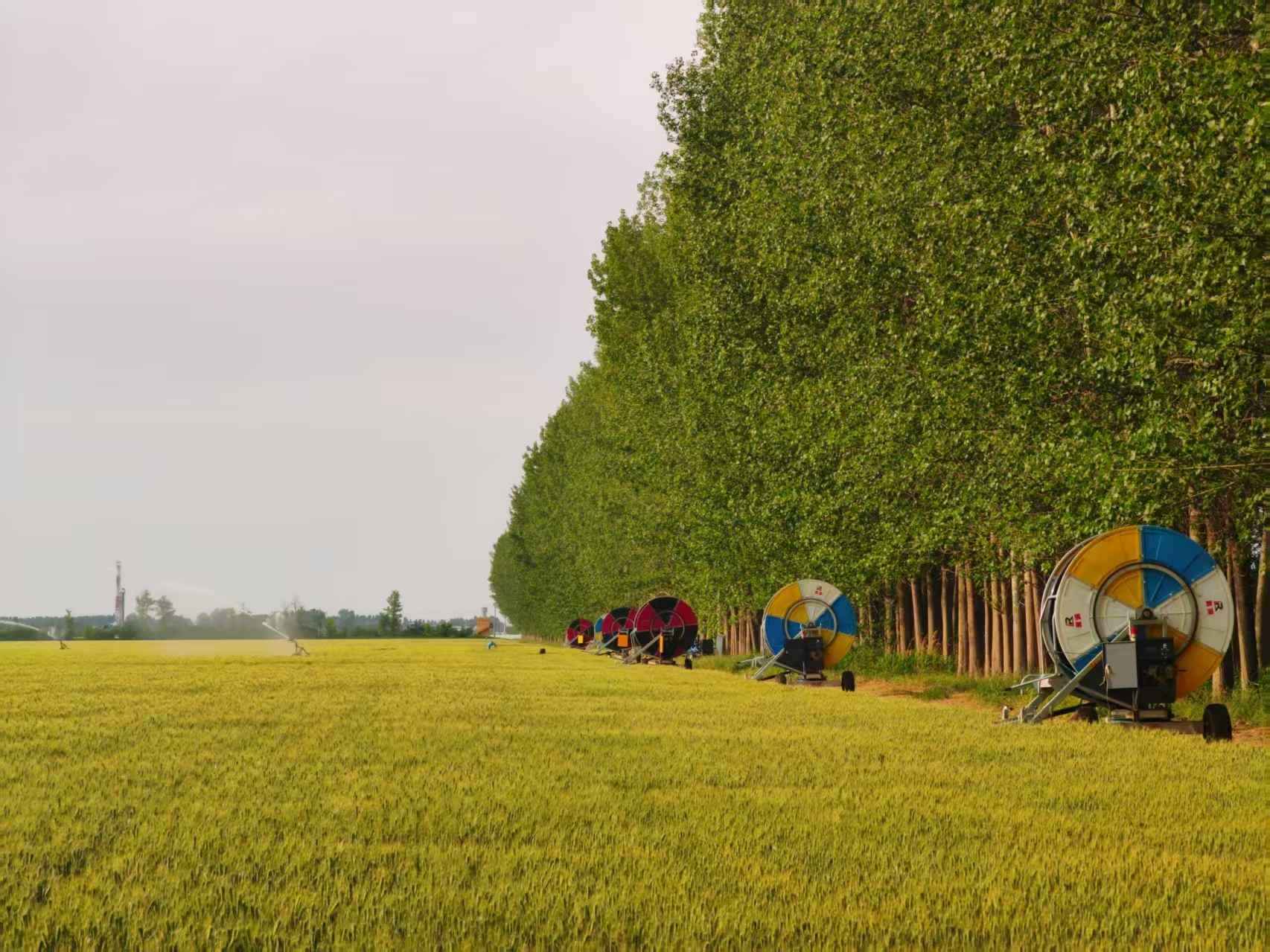 陜西華陰市華西鎮(zhèn)農(nóng)墾農(nóng)場正在作業(yè)的卷盤式噴灌機(jī)。受訪者供圖