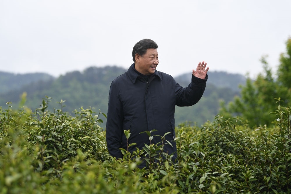 2020年4月21日，習(xí)近平總書記來到陜西安康市平利縣老縣鎮(zhèn)，在茶園考察脫貧攻堅(jiān)情況。新華社記者 燕雁 攝