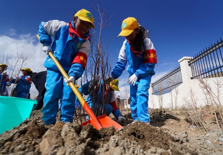 2025年4月25日，西藏那曲市小學(xué)生在植樹。新華社記者 晉美多吉 攝