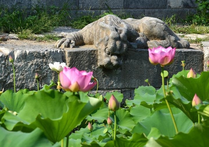 萬寧橋位于北京地安門外大街中部、什剎海東岸，是北京中軸線上最古老的橋梁，至今已有700多年歷史。近年來，北京市持續(xù)為萬寧橋“瘦身減負(fù)”，橋體風(fēng)貌得以完整展現(xiàn)，方便游客走近欣賞，深入了解古橋承載的價(jià)值和內(nèi)涵。這是2023年7月18日拍攝的北京萬寧橋橋東的鎮(zhèn)水獸。